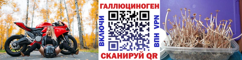 купить   Северо-Курильск  Галлюциногенные грибы Psilocybine cubensis 